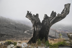 Après les incendies